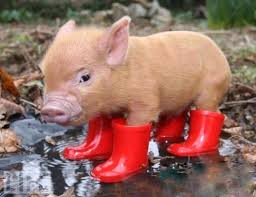 Small pig wearing red boots